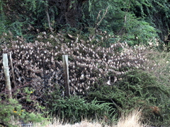 Quelea quelea lathamii