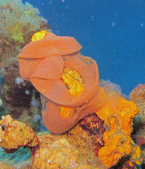 Hexabranchus sanguineus