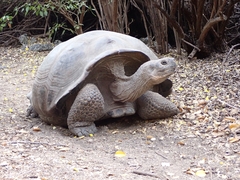 Chelonoidis niger