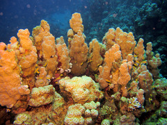 Porites rus