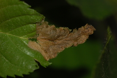 Orchestes mixtus