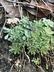 Sedum cockerellii