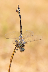 Lindenia tetraphylla