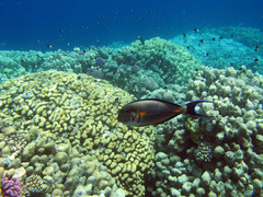 Acanthurus sohal