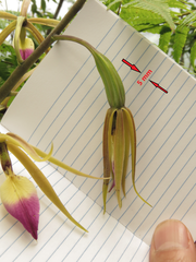 Prosthechea brassavolae