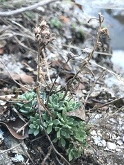 Sedum cockerellii