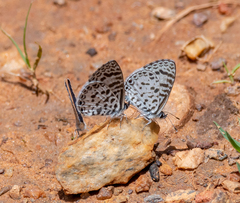 Leptotes cassius
