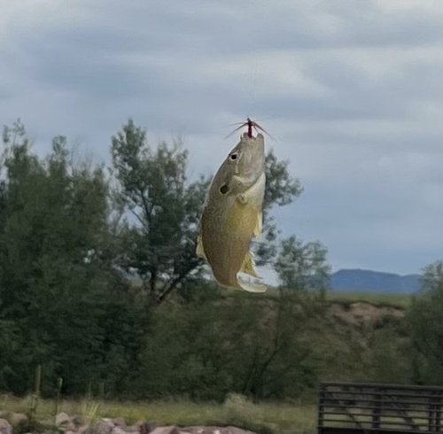 Green Sunfish