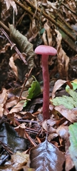 Laccaria amethysteo-occidentalis