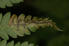 Chirosia filicis