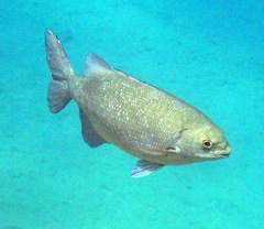 Kyphosus cinerascens