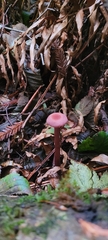 Laccaria amethysteo-occidentalis