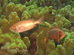 Priacanthus hamrur