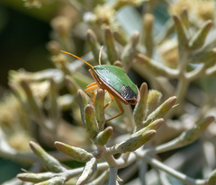 Edessa rufomarginata