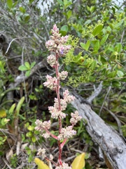 Hohenbergia