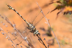 Lindenia tetraphylla