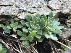 Sedum cockerellii