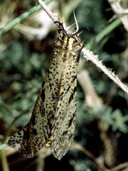 Palpares libelluloides