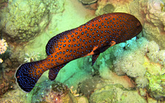 Cephalopholis argus