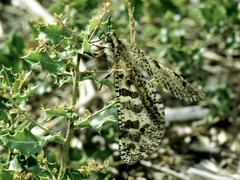 Palpares libelluloides