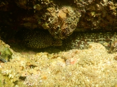 Muraena lentiginosa