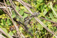 Lindenia tetraphylla