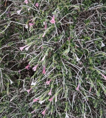 Lithodora hispidula versicolor