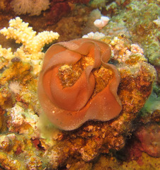 Hexabranchus sanguineus