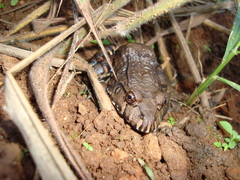 Leptodactylus labyrinthicus