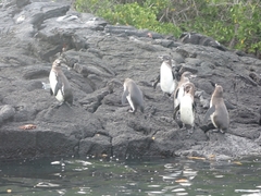 Spheniscus mendiculus