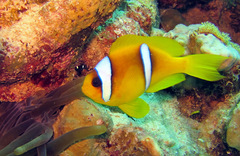 Amphiprion bicinctus