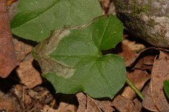 Liriomyza orilliensis