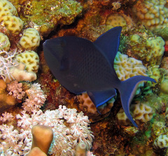 Odonus niger
