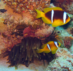 Amphiprion bicinctus