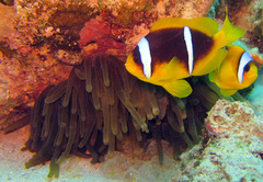 Amphiprion bicinctus