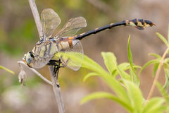 Lindenia tetraphylla
