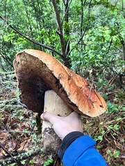 Boletus edulis grandedulis