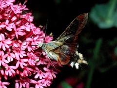Hemaris fuciformis