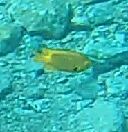 Pomacentrus sulfureus