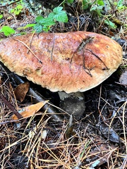Boletus edulis grandedulis
