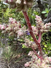 Hohenbergia