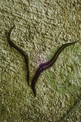 Caenoplana