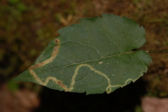 Phytomyza albiceps group