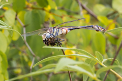 Lindenia tetraphylla