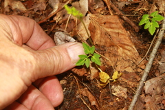 Sceptridium oneidense