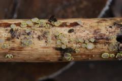 Trichopeziza sulphurea