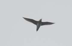 Gallinago