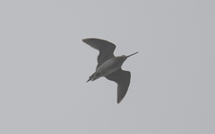 Gallinago