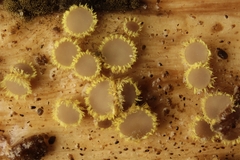 Trichopeziza sulphurea