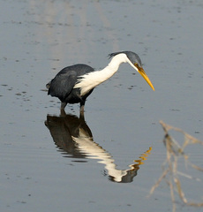 Egretta picata